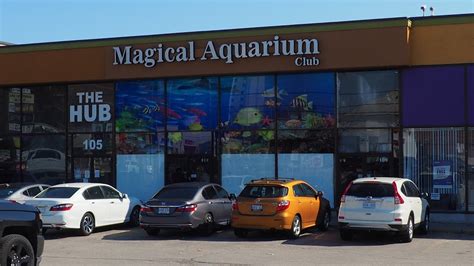 Magical aquarium club